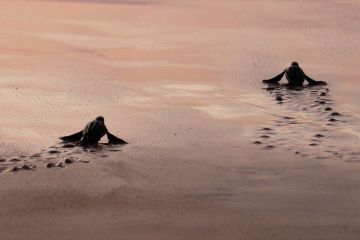 Upaya menambah populasi penyu belimbing di Pantai Babah Dua