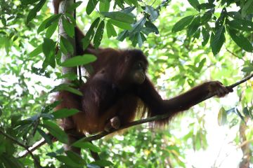 Dua orangutan di Kalbar dilepasliarkan ke hutan setelah direhabilitasi