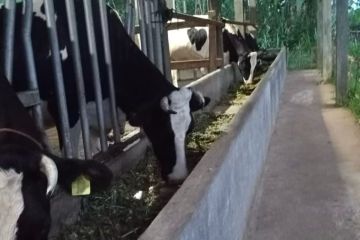 Pemkab Batang dampingi peternak sapi perah penuhi kebutuhan susu