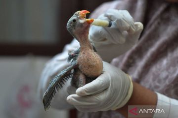 Burung endemik pulau Enggano hasil sitaan dirawat sebelum dilepasliarkan