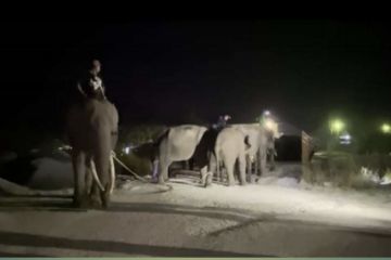 BB KSDA Riau giring dua ekor gajah liar dari Pelalawan