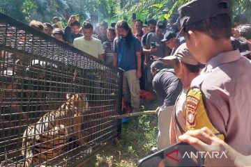 BKSDA: Harimau Sumatera masuk perangkap di Aceh Selatan