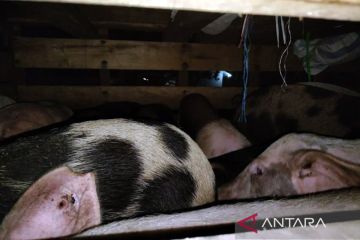 Pemkab Mimika minta peternak tidak membakar babi yang terjangkit ASF
