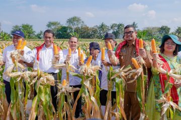 Mentan Amran memanen jagung delapan ton/hektare di Medan Tuntungan