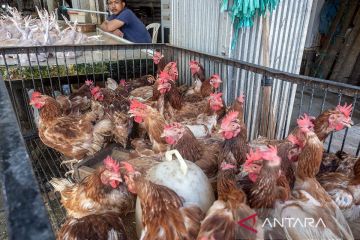 Jagung picu kenaikan harga ayam pedaging