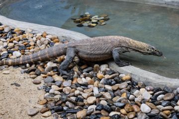 Melihat lebih dekat komodo yang dikembangbiakkan di Guangzhou, China