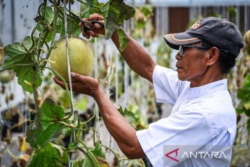 Inovasi SGH untuk mengoptimalkan hasil panen tanpa terkendala lahan dan cuaca