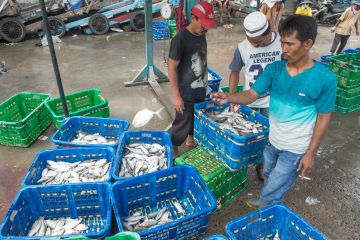 China jadi penyumbang investasi terbesar sektor perikanan Indonesia