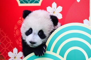 Anak panda kirim ucapan selamat Tahun Baru Imlek dari China