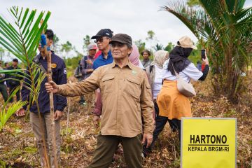 BRGM dan KLHK tanam pohon serentak di lahan basah 13 provinsi