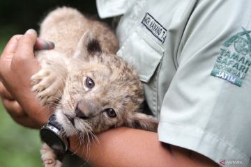Bayi singa putih lahir di Taman Safari Prigen