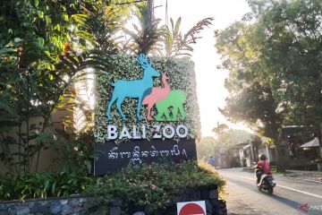 Kebun Binatang Bali catat kenaikan pengunjung 100 persen 