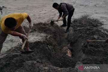 Bangkai seekor lumba-lumba terdampar di pantai Mukomuko 