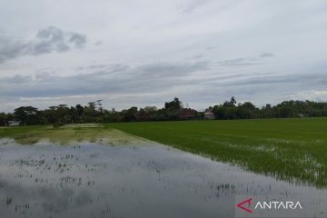 Banjir genangi 1.400 hektare tanaman padi di Kabupaten Demak