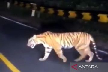 BKSDA benarkan kemunculan harimau sumatra di jalan Lintas Barat Krui