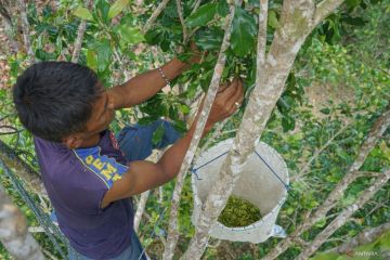 FOTO - Musim panen cengkeh di Sabang