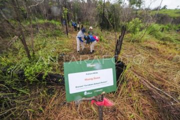 Pemulihan hutan bekas kebakaran di Jambi