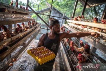 Peternakan ayam petelur di Asmat