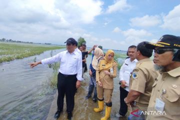 Mentan: Banjir dimungkinkan tak pengaruhi target produksi gabah