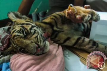 Harimau sumatra kembali mati akibat prognosis infausta di Medan Zoo