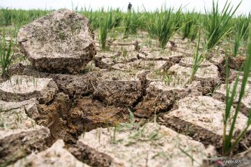 BRIN sebut perubahan iklim berdampak terhadap pertanian lahan kering