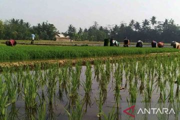 Kementan optimalkan lahan rawa tingkatkan produksi pertanian