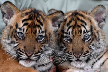Wali Kota Medan akui Medan Zoo gagal membiakkan harimau