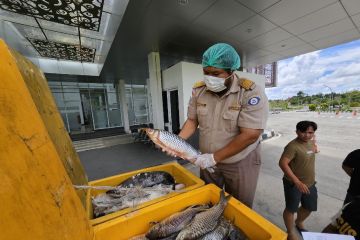 Kapuas Hulu ekspor 6,9 ton ikan lewat pintu batas Kalbar-Malaysia