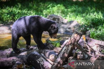 Beruang madu di lokasi konservasi Kawasan Wisata Pendidikan Lingkungan Hidup Balikpapan