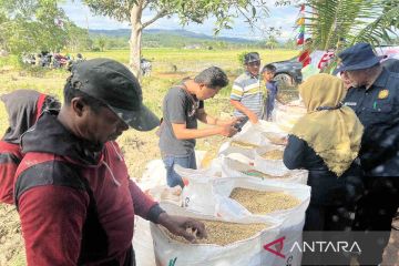 Kementan: Potensi panen padi di Maret capai 3,51 juta ton