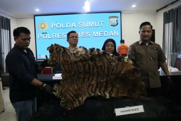 Polrestabes Medan tangkap dua terduga penjual kulit Harimau Sumatera