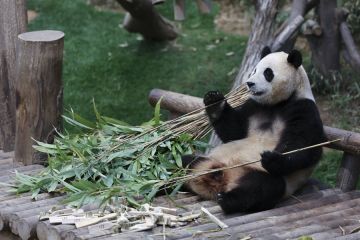 Album Asia: Panda kesayangan warga Korsel akan pulang kampung ke China