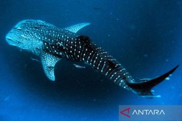 Balai Besar Teluk Cendrawasih identifikasi 13 spesies hiu paus baru