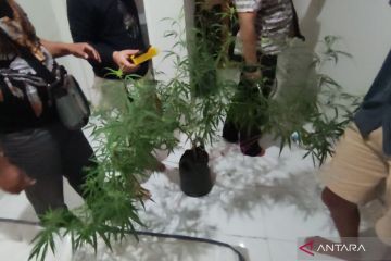 BNN sita tanaman ganja tinggi 1 meter dari seorang pemuda asal Mataram
