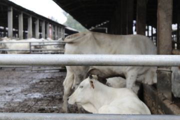 Defisiensi mineral sebabkan produksi sapi lokal kurang optimal