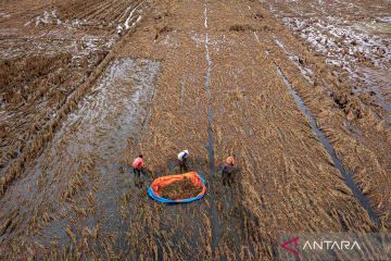 Ribuan hektare sawah gagal panen akibat banjir Demak