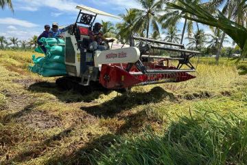 Kementan sebut Jatim-Jateng mulai panen bantu stok pangan nasional