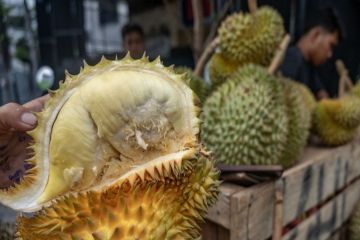 Sulteng harap Parigi Moutong konsisten pasok durian ke pasar ekspor