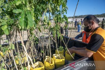 Penanaman pohon di TPA Kawatuna