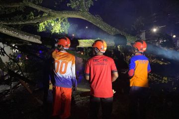 Pemotor tewas tertimpa pohon tumbang di Trenggalek