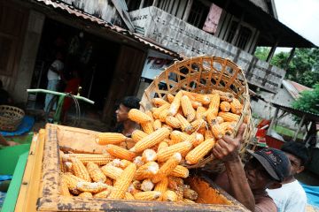 Harga jagung naik akibat stok kurang