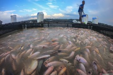 Banjir Muaro Jambi dorong angka kematian ikan petani keramba
