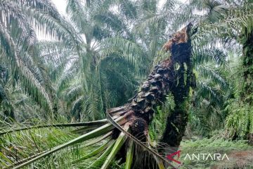 Distanbun telusuri serangan jamur ganoderma pada tanaman sawit di Aceh