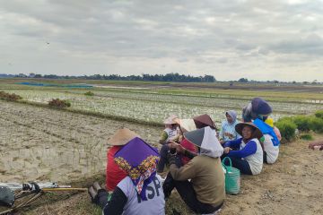 Lampung dapat alokasi pupuk subsidi urea 204 ribu ton di 2024
