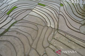 Produksi padi DIY dukung target produksi beras nasional 2024