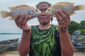 Petani keramba terdampak banjir di Muaro Jambi