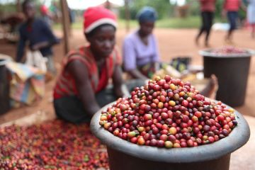 Ekspor kopi Kenya capai 47.861 ton pada 2023