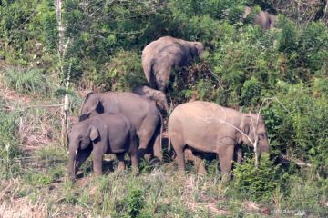 Rusak kebun warga, BKSDA Jambi halau kawanan gajah liar masuk  ke TNBT