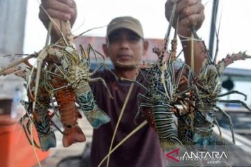 BUMD Pembangunan Aceh telah mengekspor lobster perdana ke Malaysia