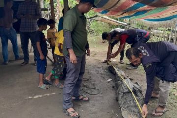 Warga Aceh Tamiang tangkap buaya tiga meter, pemangsa ternak warga